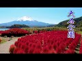 Autumn Colors of OISHI PARK w/ Mt. Fuji.  #大石公園 #4K #kochia #コキア