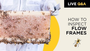 Flow Hive inspection with Cedar