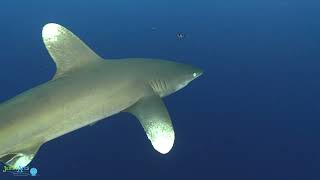 Best of Sharks - Ägypten