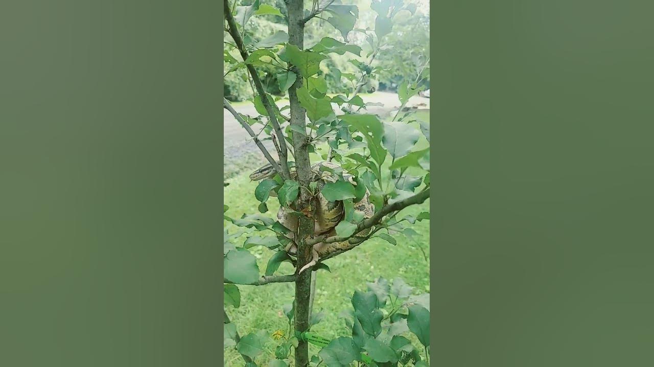 callie-in-my-apple-tree-she-s-digging-this-youtube