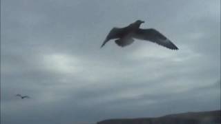 BOAT TRIP TO NOSS, SHETLAND ISLES 2008
