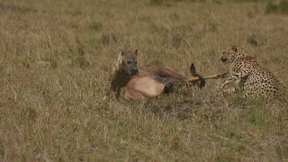 Cheetah Gets Kicked In The Face While Hunting Topi