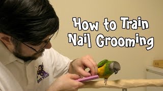 bird grooming tools