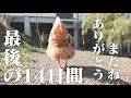 ニワトリってこんなに愛しくて可愛い、最後まで生きようとした小春の14日間。