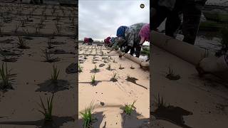 চীনের মানুষ কিভাবে ধান চাষ করে দেখুন | Rice planting screenshot 4