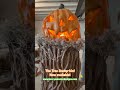 The Tree Stump-kin! Halloween Prop/decor, now available! #halloween #halloweendecoration #props