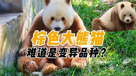 出生就被遗弃，14岁的棕色大熊猫七仔，为何至今没后代？ - 天天要闻