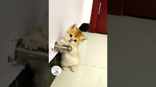 OMG, Cuteness Overloaded! Super Cuteness Kitty Cats Shorts Videos  EPS724