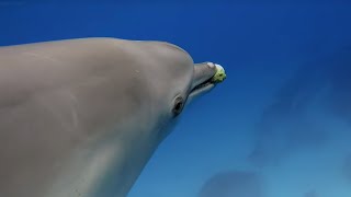 Dolphins Play Catch with a Pufferfish! | Spy In The Wild | BBC Earth