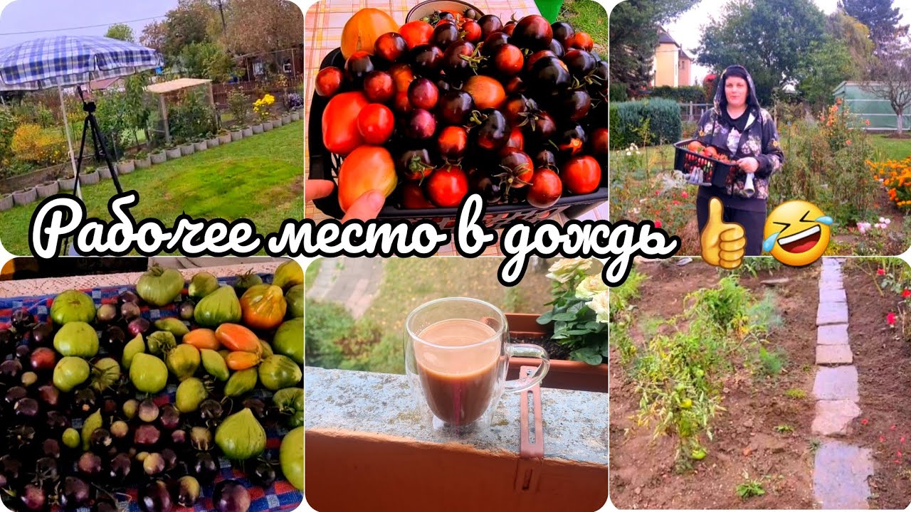 Выравниваю участок в дождь ??/Последний урожай помидор ??. - YouTube