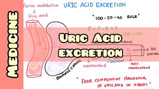 Uric acid excretion | Medicine, Physiology |