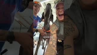 Abandoned Big Dogs Surprise Everyone By Being Huge Babies | The Dodo