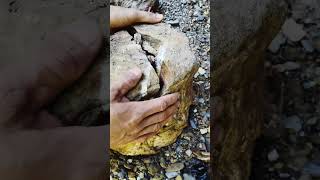 This chunk of quartz stone turns out to be a place where gold grains are stored #goldrush #rocks
