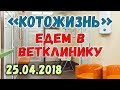 Едем в ветклинику! ❖ КОТОЖИЗНЬ! 25.04.18