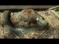 Ringelnatter vs Kröte - Grass Snake vs Toad, Bavarian Forest