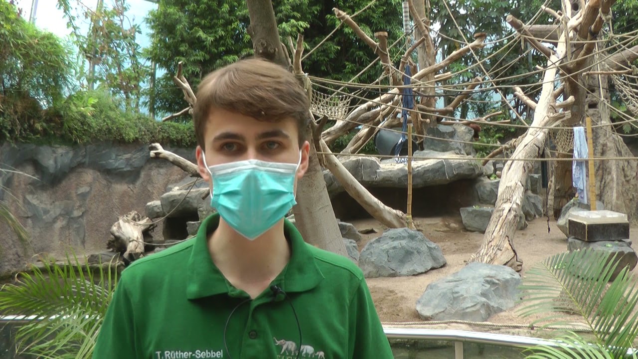 Ältester Orang-Utan der Welt adoptiert Waisenkind - Haus der Orang-Utans wieder geöffnet