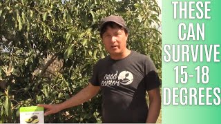 Top Avocado Trees Can Withstand Frost | Do This to Get Fruit