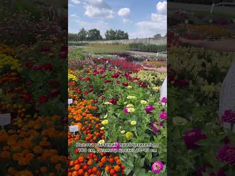 Элитный стандарт махровых цинний🌼цинния Гиганты Бенари | селекция ПРОФИ, обзор Усадьба-Семена