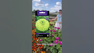 Элитный стандарт махровых цинний🌼цинния Гиганты Бенари | селекция ПРОФИ, обзор Усадьба-Семена