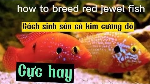 Cách sinh sản cá kim cương đỏ ( how to breed red jewel fish ) | Sinh sản cá