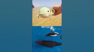 Namen van zeedieren die kinderen kunnen leren in de lagune: zeehond, walrus, gitaarrog, hoefijzer...