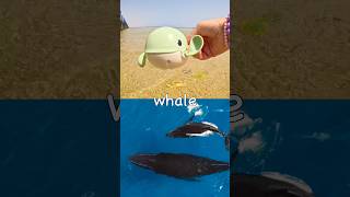 Sea Animal Names For Kids To Learn At The Lagoon Whale Seal Walrus Guitarfish Horseshoe Crab