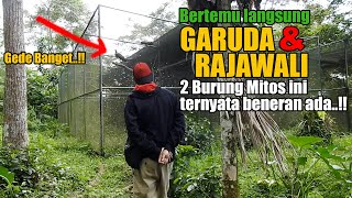 KETEMU LANGSUNG BURUNG RAJAWALI DAN GARUDA, TERNYATA 2 BURUNG MITOS INI BENERAN ADA..GOKIL GEDENYA !