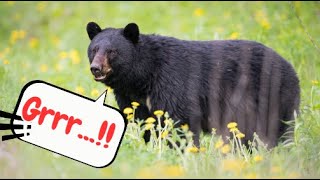 Black Bear Sounds & Fun Facts for Kids!