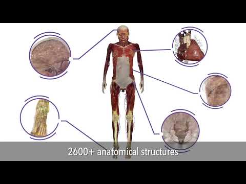 World's most accurate 3D female anatomy offers incredible potential for improving women's healthcare