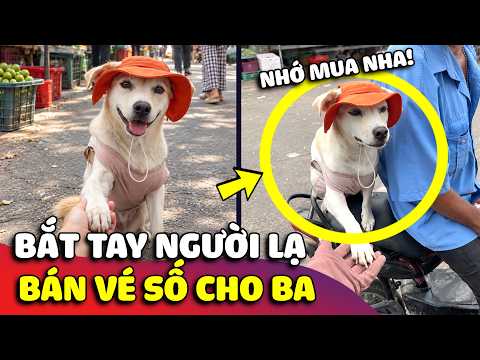 Chú chó thông minh ngày nào cũng đi bán vé số cùng ba ❤️ | Gâu Đần