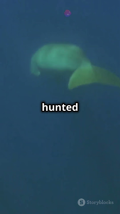 Dugong Discovery: The Mermaid of the Arabian Gulf