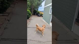 buddy the #lab loves fetch, ivy the #mastiff tired just from watching, Simba #goldenretriever