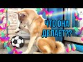 ДЕНЬ С АКИТОЙ/ Тренируем выдержку / АКИТА-ИНУ / #ДРЕССИРОВКАСОБАК