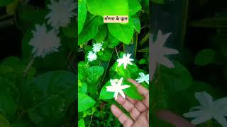 मोगरा के फूल         #tips #garden #gardening #plants #flowers #outdoor plants