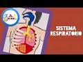 Como hacer la maqueta del sistema respiratorio (FACIL Y ECONOMICA) - TAP ZONE MX