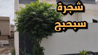 شجرة سبحبح سوري يسمى لبخ أو زنزلخت مقاومة درجات حرارة عالية