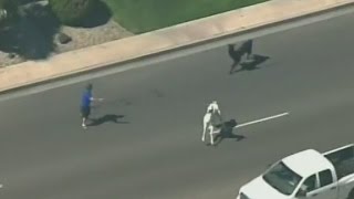 lasso that llama