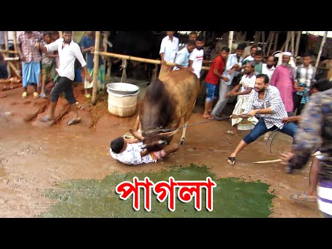 Amazing Pagla Goru Paglami | Mad Cow Madness | Gabtoli | Biggest Cattle Market in Bangladesh