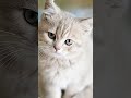 kucing lucu