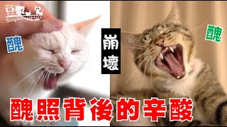[SoybeanMilk cat]  How to take Ugly Photos for the cats