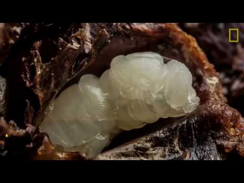 Video: ¿Qué le da de comer a la larva la abeja melífera?