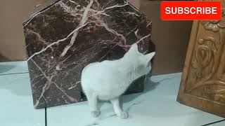 Making Cat House #catlover#cats#catslovers#catshorts More Videos Subscribe