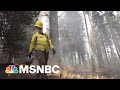 California Scientists Are Fighting Fire With Fire | Craig Melvin | MSNBC