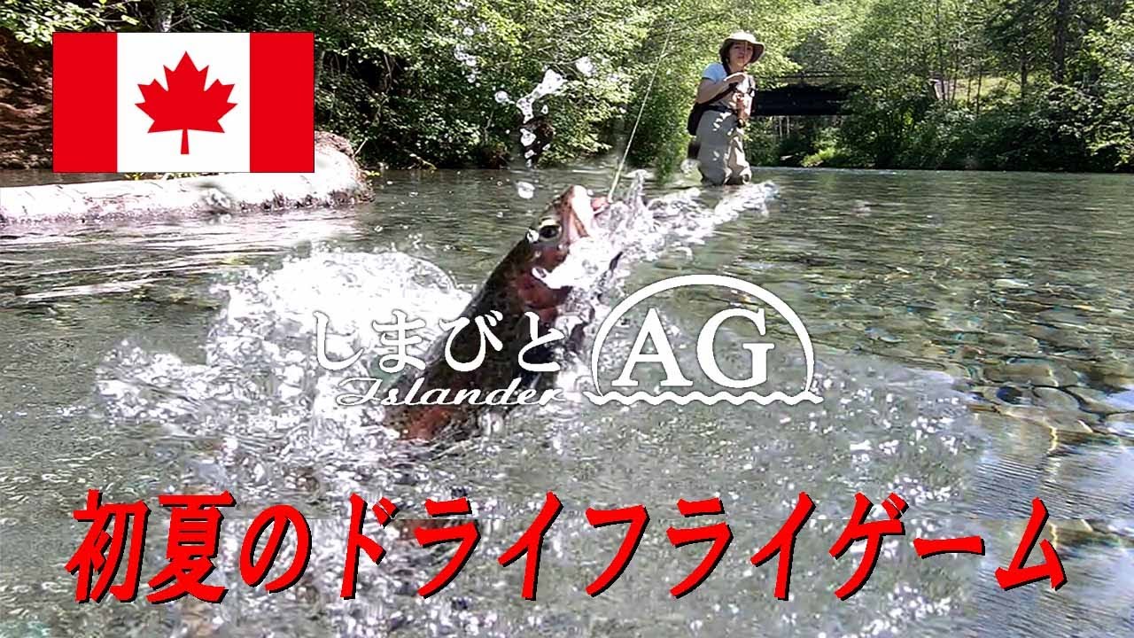 【カナダ田舎暮らし】【フライフィッシング】初夏のドライフライゲーム | カナダに清流にレインボウトラウトをドライフライで狙う | 家族のフィッシングサポート | シリコンラバーネットの換え網