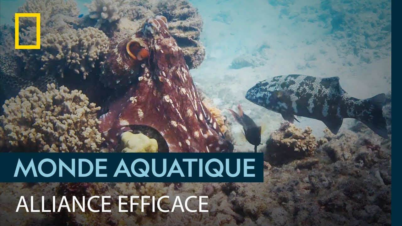 Une loche saumonée et un poulpe font équipe pour chasser - YouTube