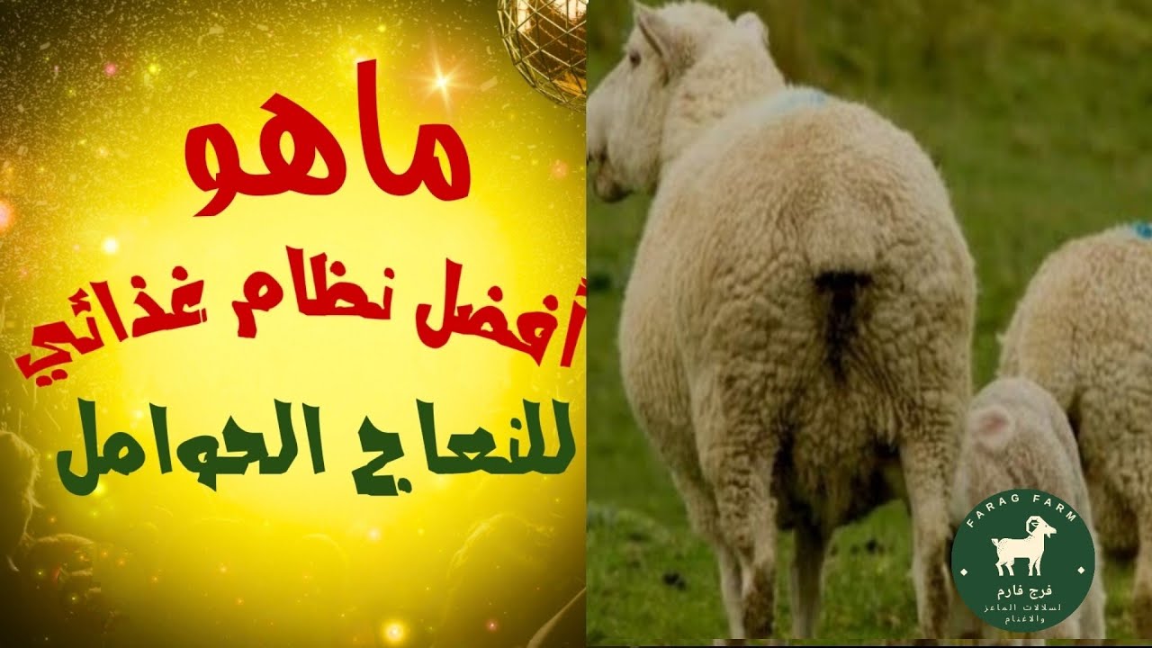 ماهو أفضل نظام غذائي للنعاج؟What is the best diet for sheep?