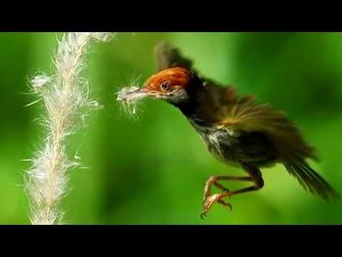 Славка портниха/ (Tailor bird) /(Orthotomus sutorius)