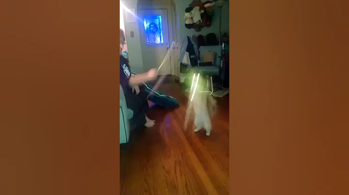 Crazy cat