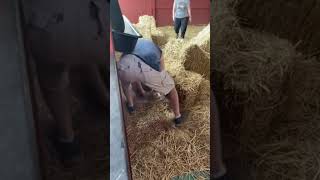 Barnhunt At Nadm In Jonesboro Tn. Fireflys 6Th Q In Master B 15 Month Old Patterdale