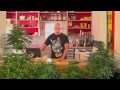 Cloning Medicinal MJ and Seed Germination